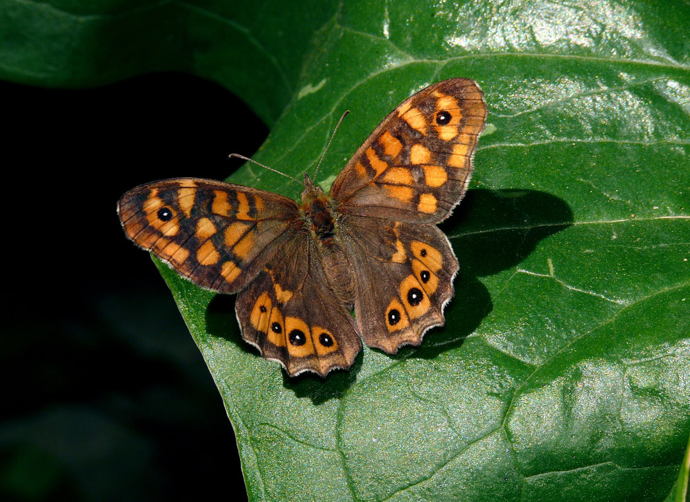 Schmetterling