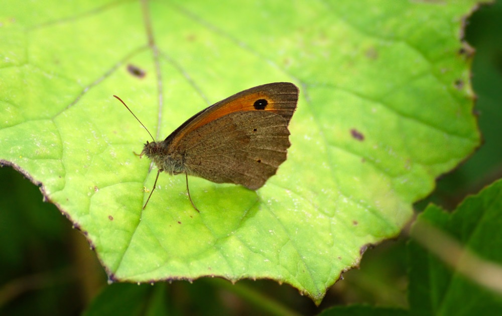 Schmetterling