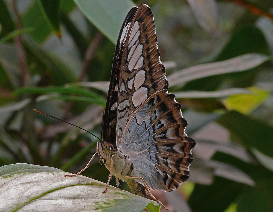 Schmetterling