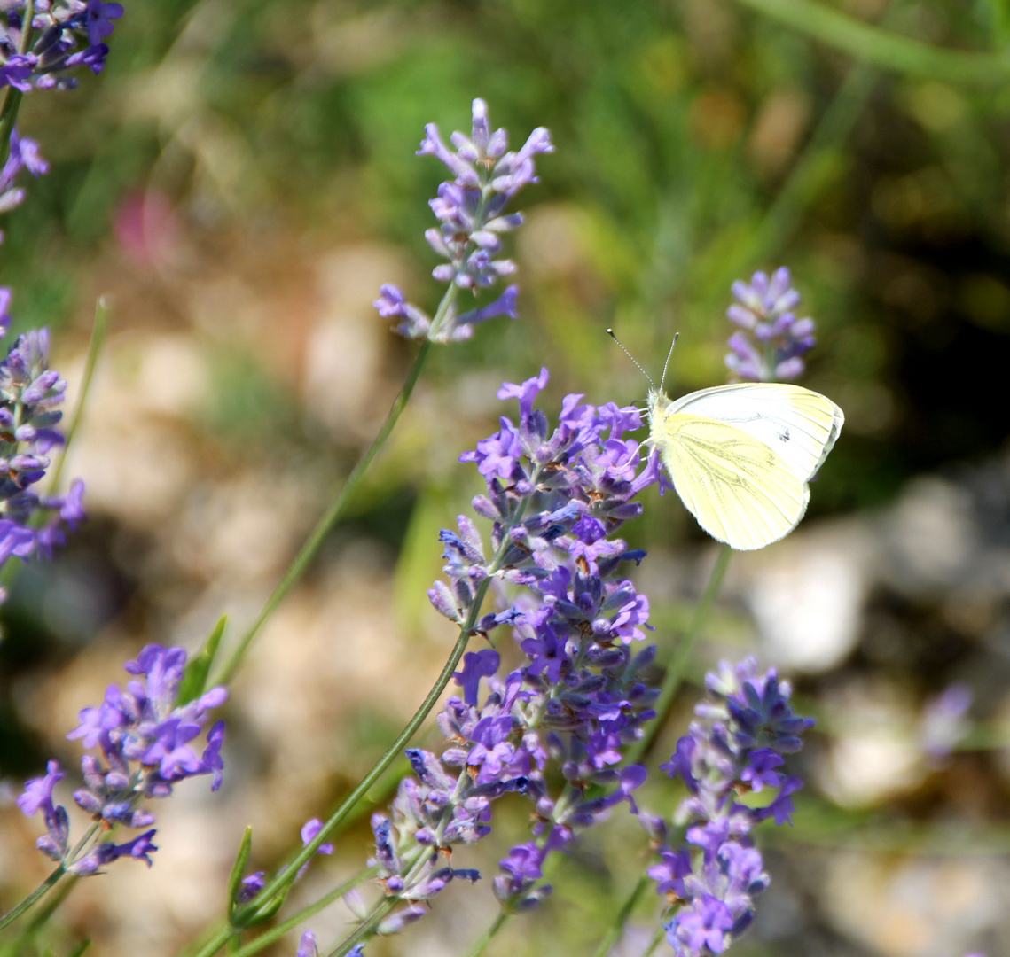 Schmetterling