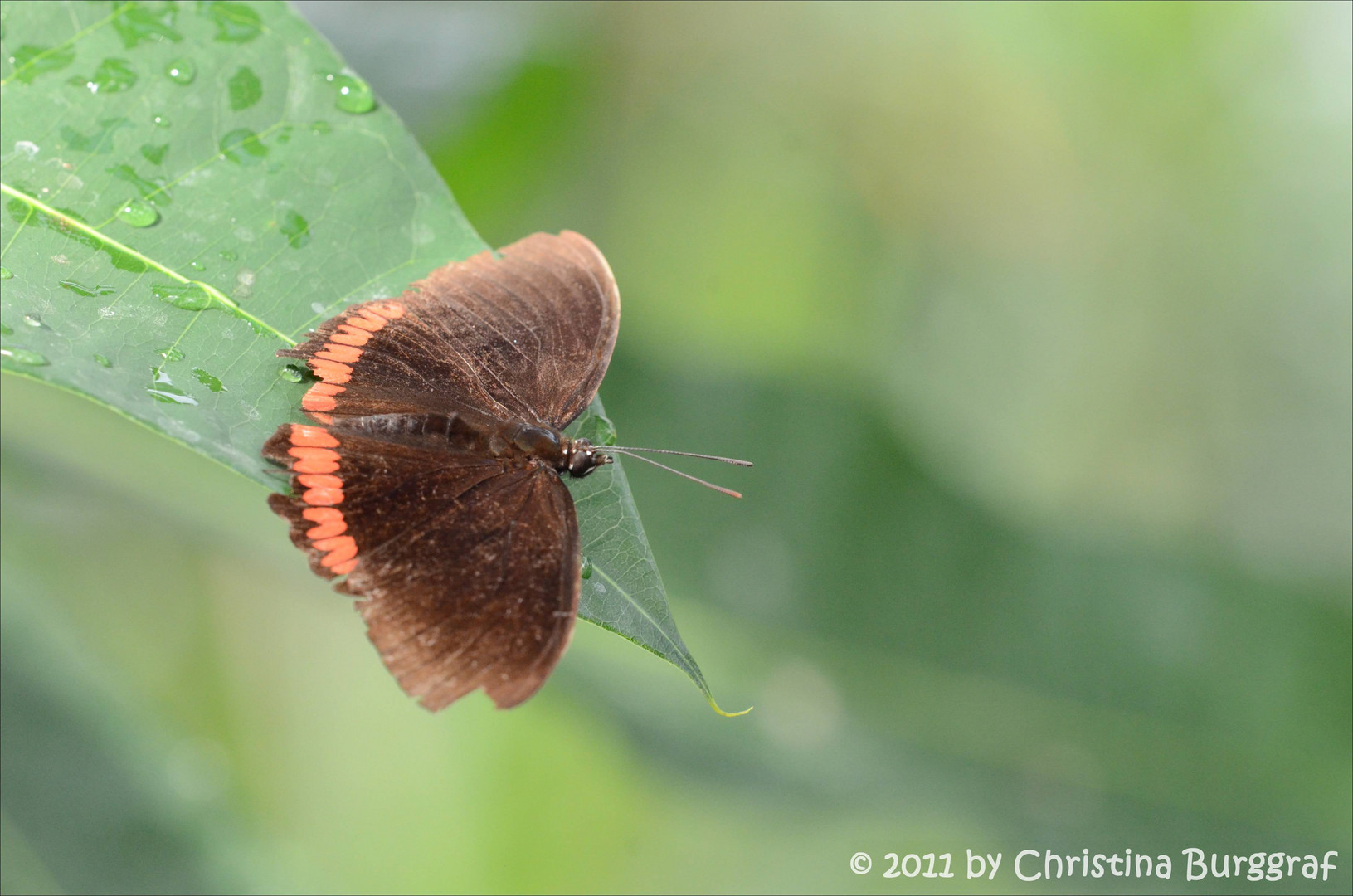 Schmetterling