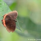 Schmetterling