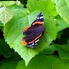 Schmetterling