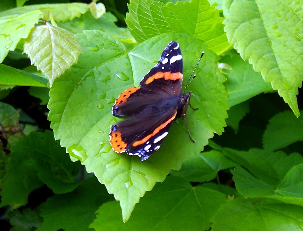 Schmetterling