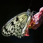 Schmetterling