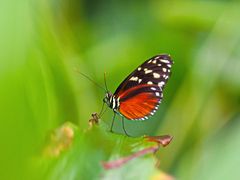 Schmetterling