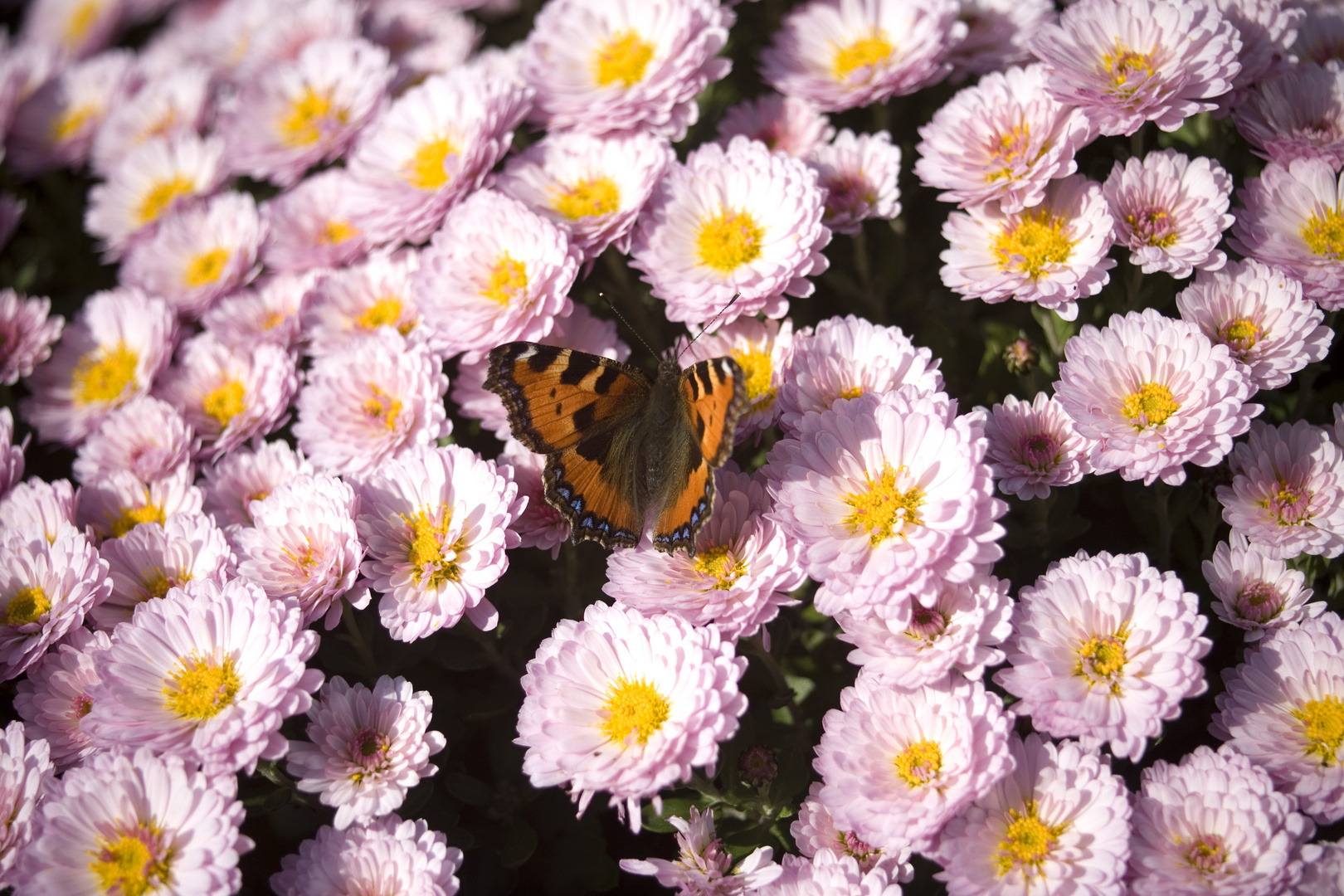 Schmetterling