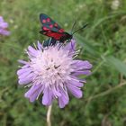 schmetterling