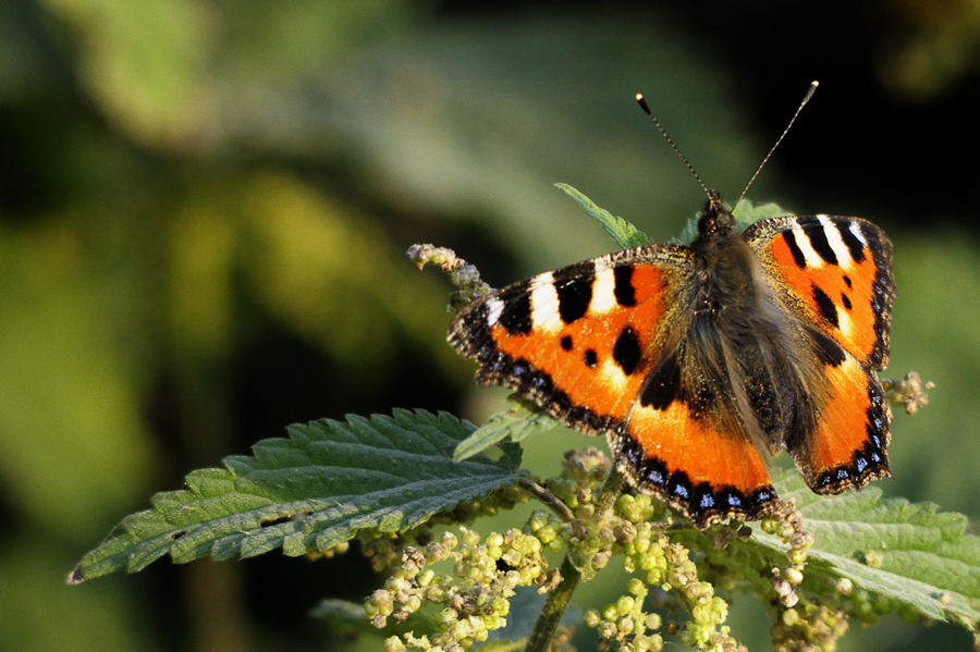 Schmetterling