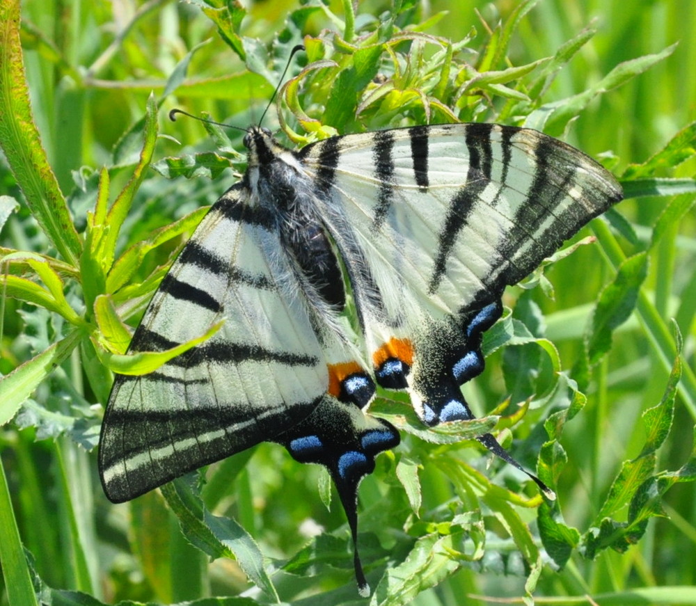 schmetterling