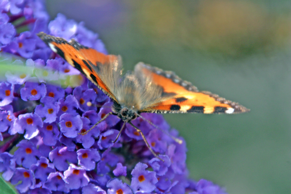 Schmetterling