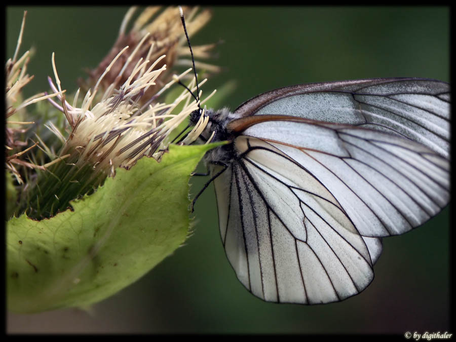 Schmetterling