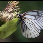 Schmetterling