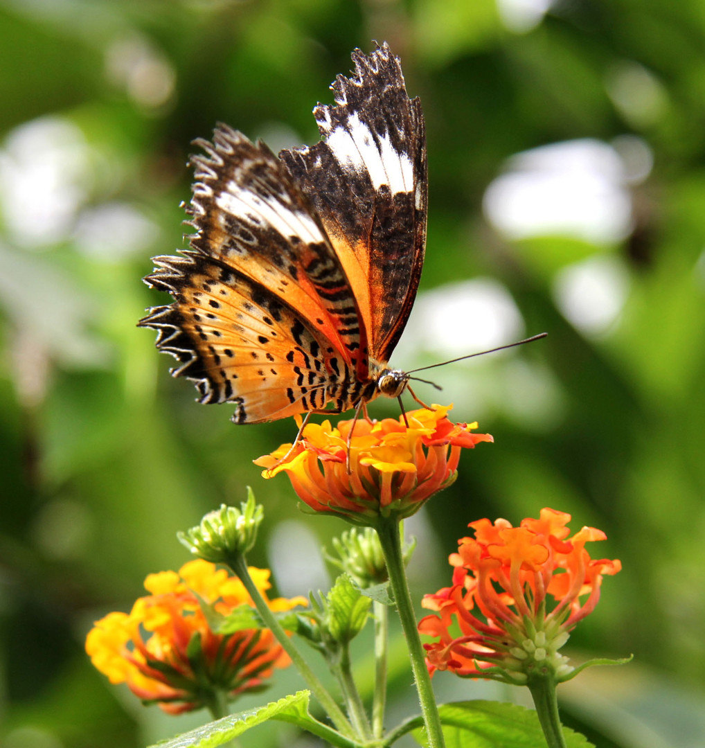 Schmetterling