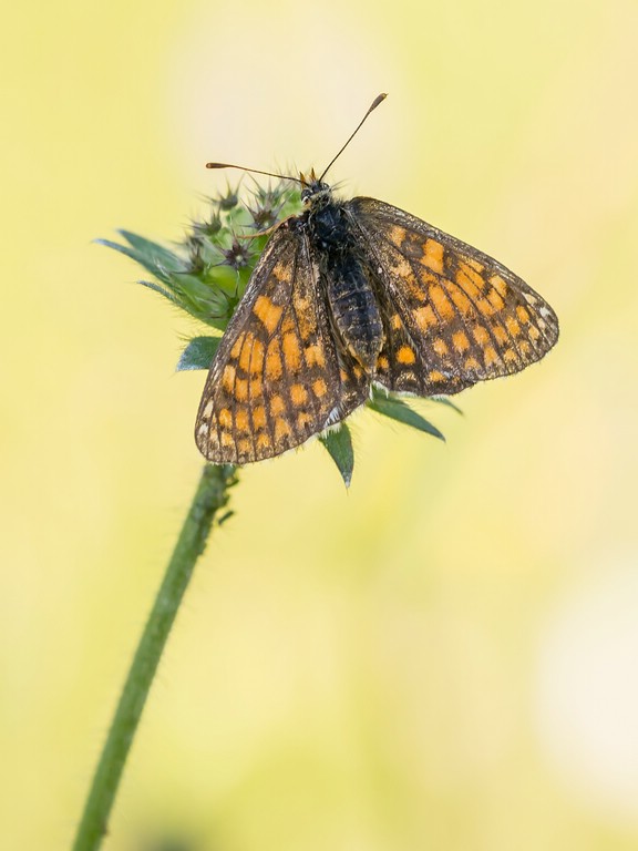 Schmetterling