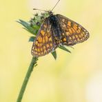 Schmetterling