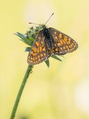 Schmetterling