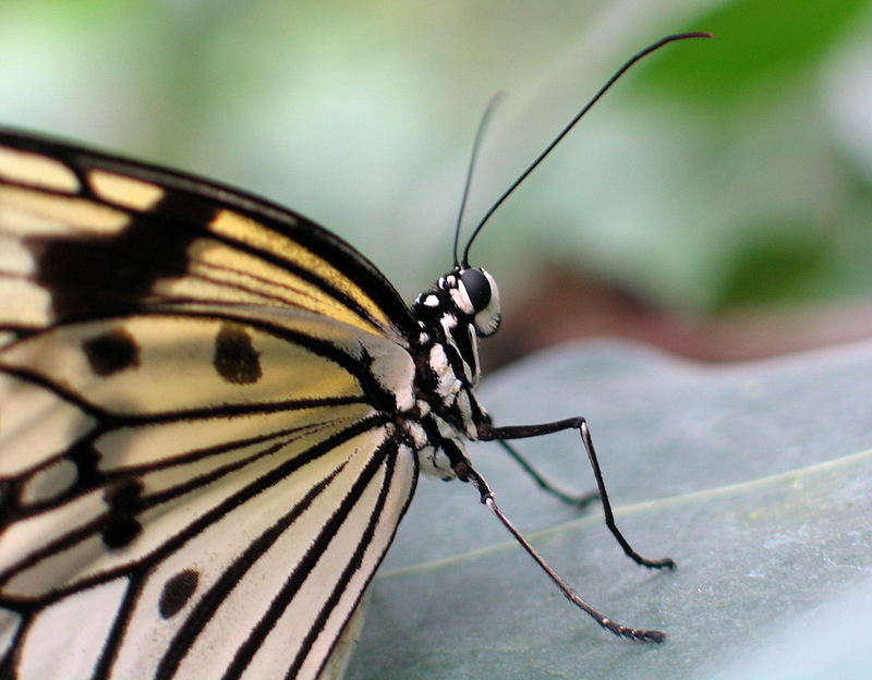 Schmetterling