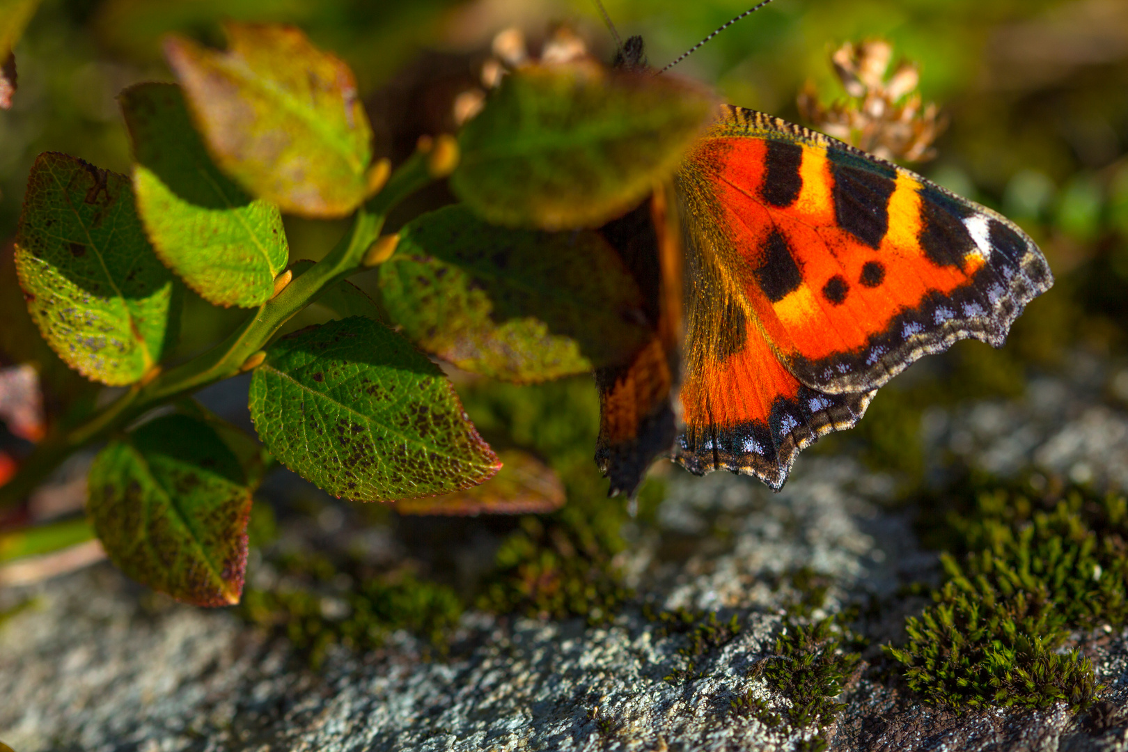 Schmetterling ...