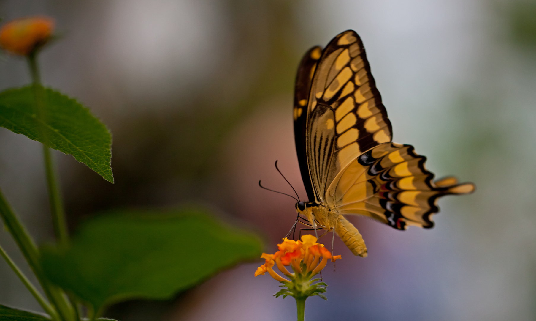 Schmetterling