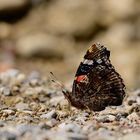 Schmetterling