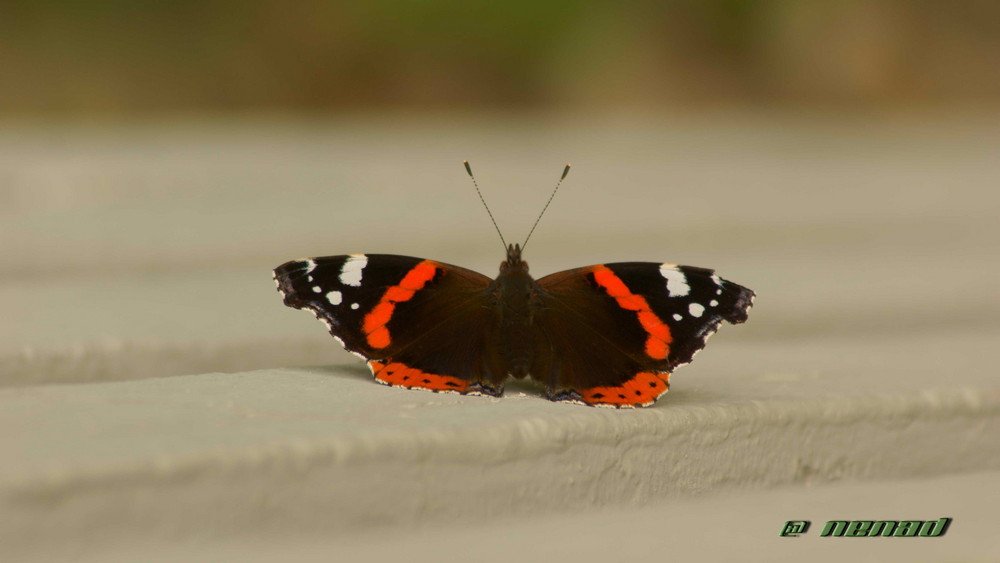 Schmetterling