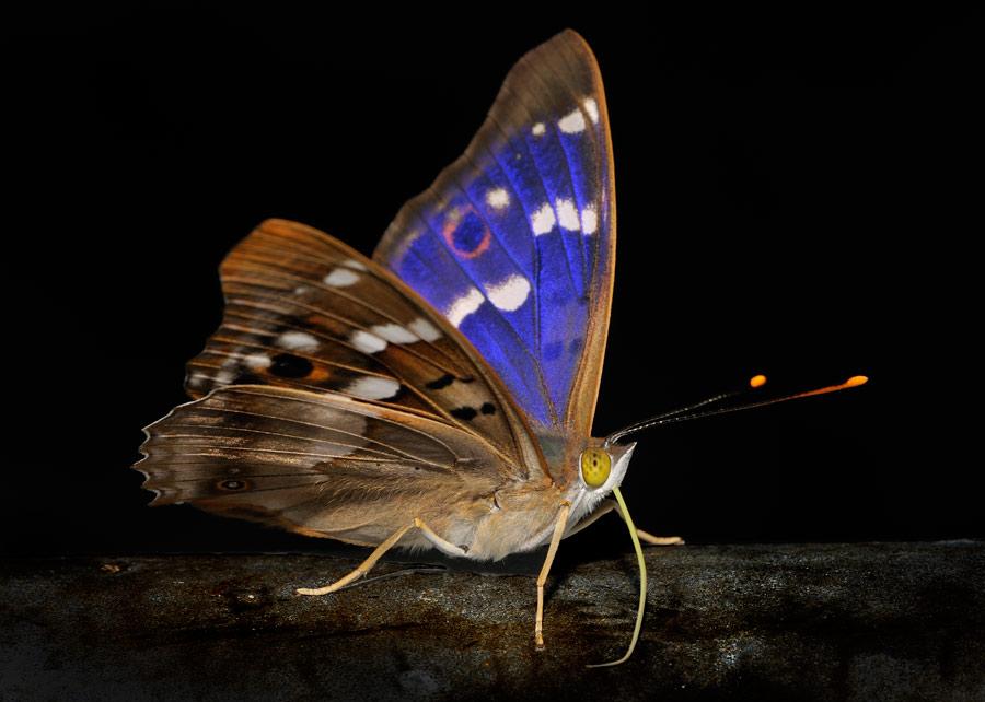 Schmetterling