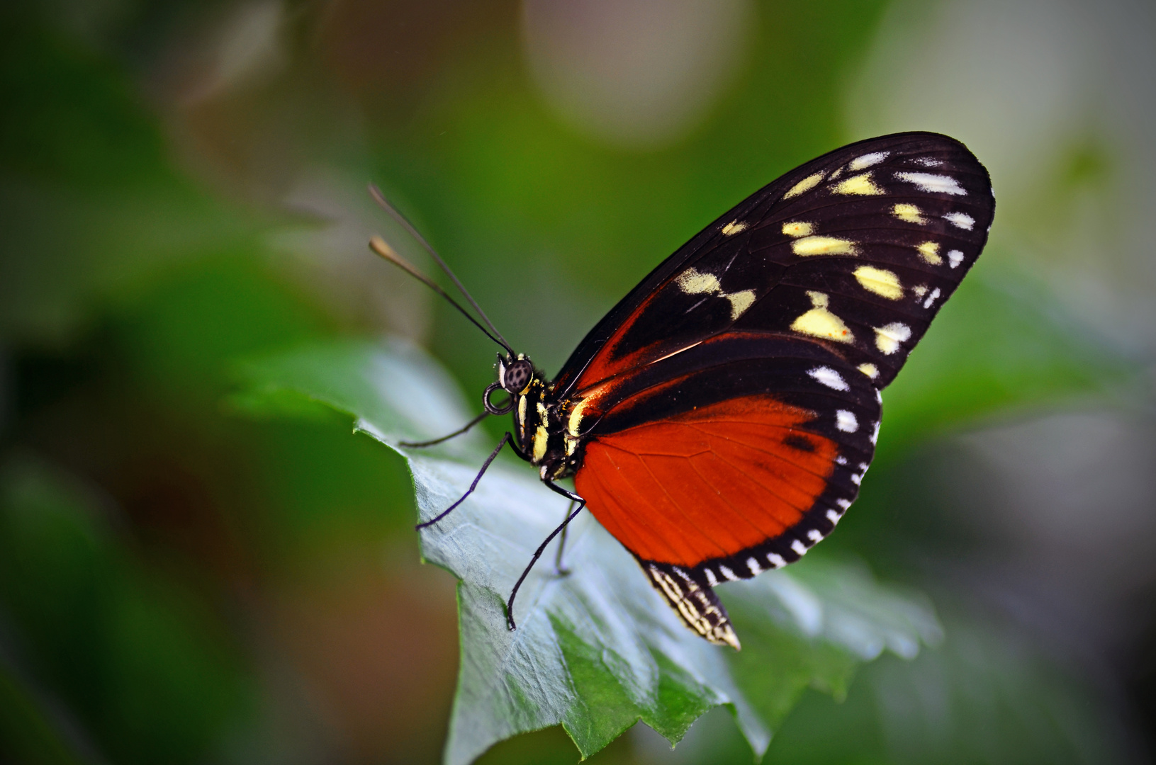 Schmetterling