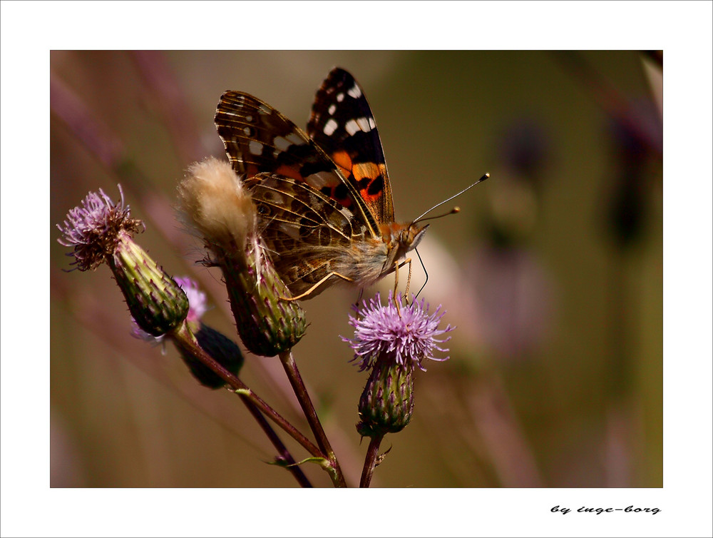 Schmetterling