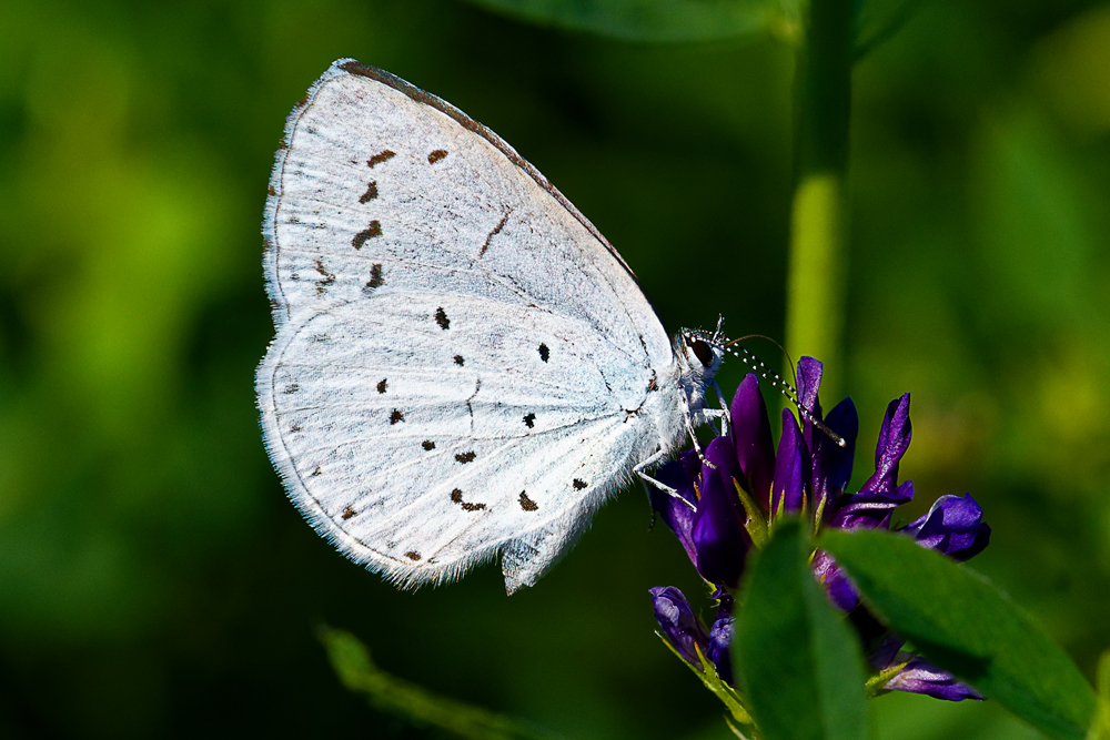 ??? - Schmetterling