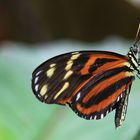 Schmetterling