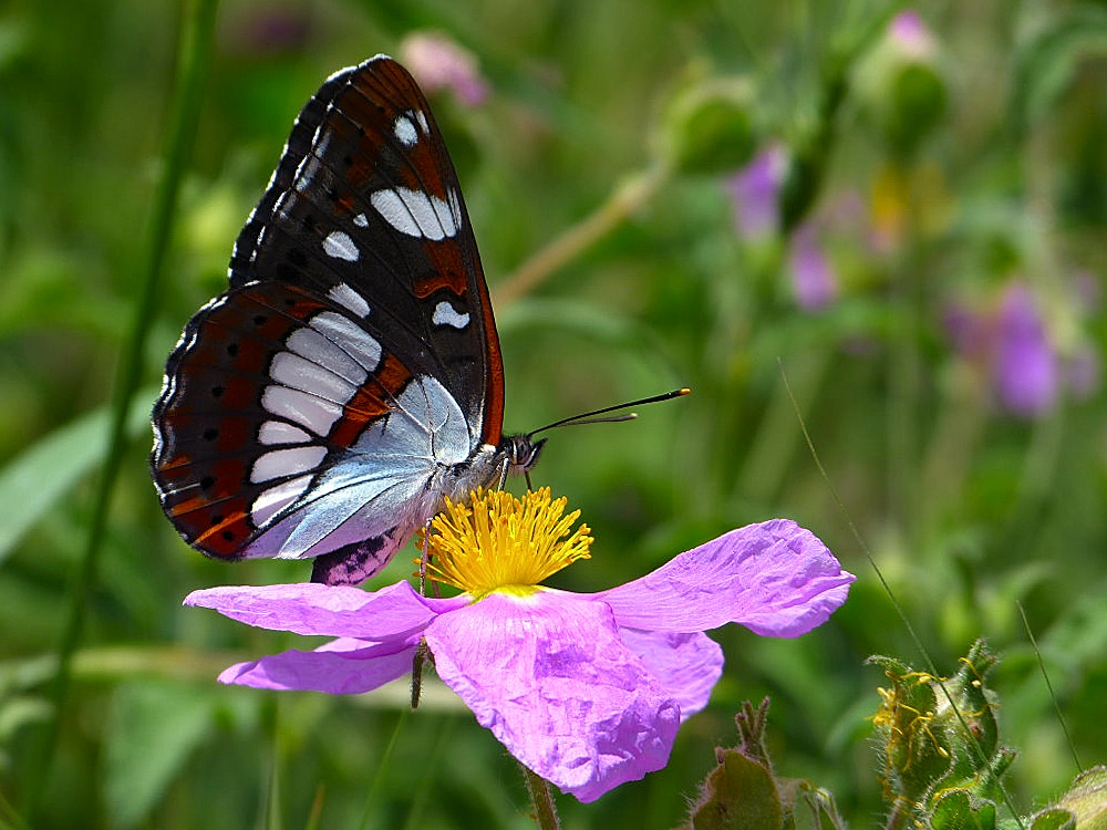 Schmetterling