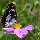 Schmetterling