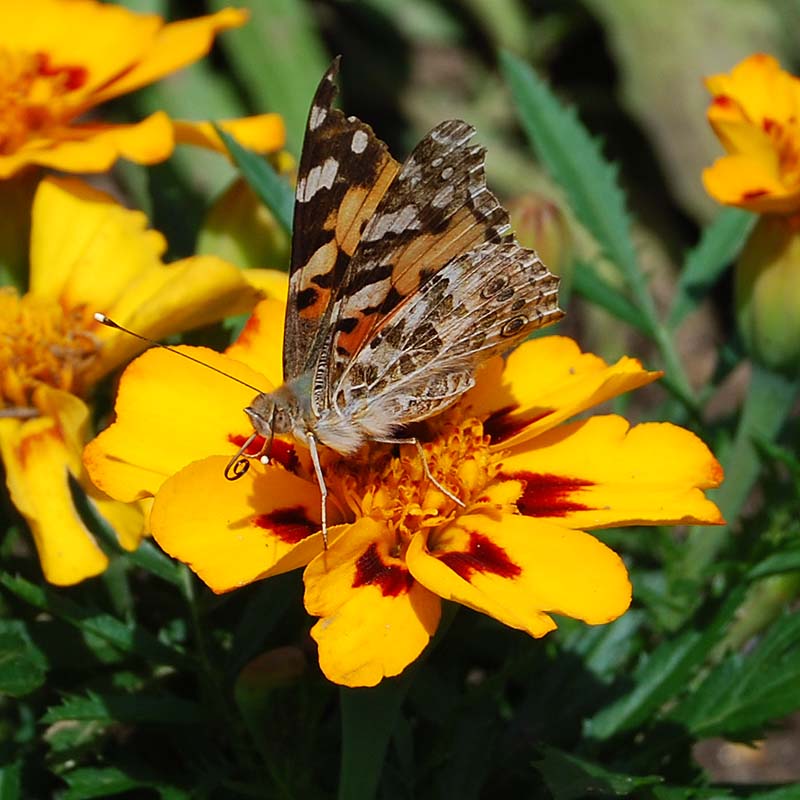 Schmetterling