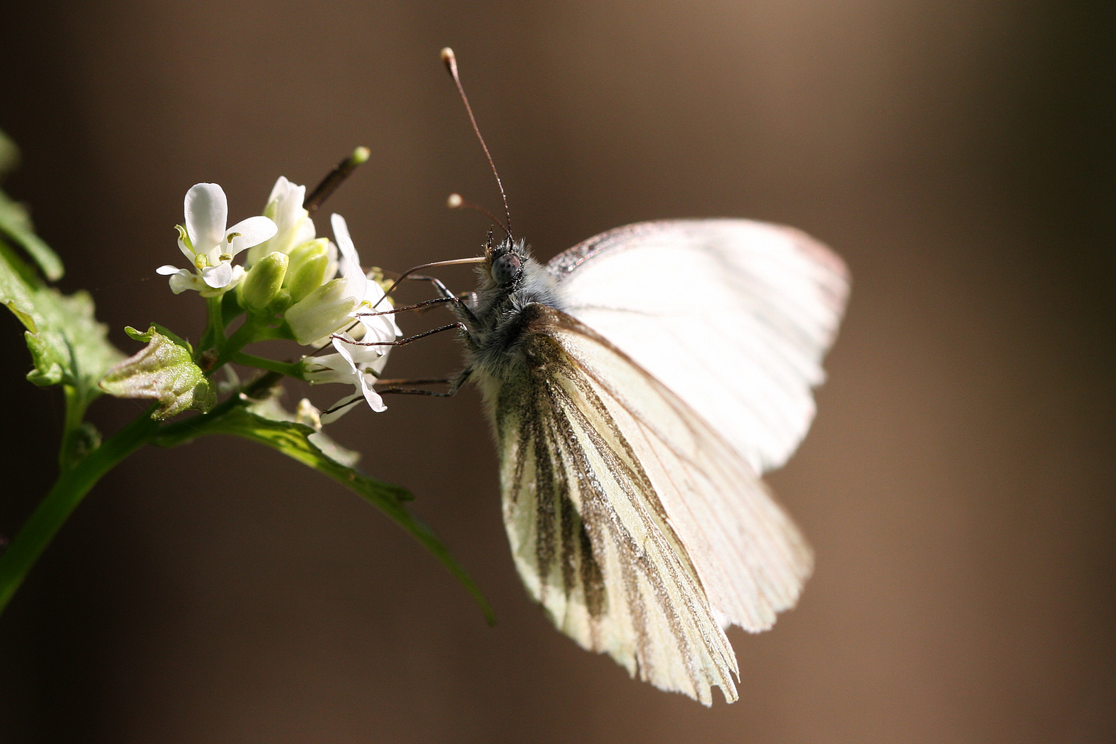 Schmetterling