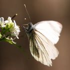 Schmetterling