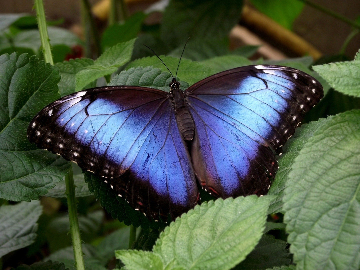 Schmetterling