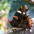 Schmetterling