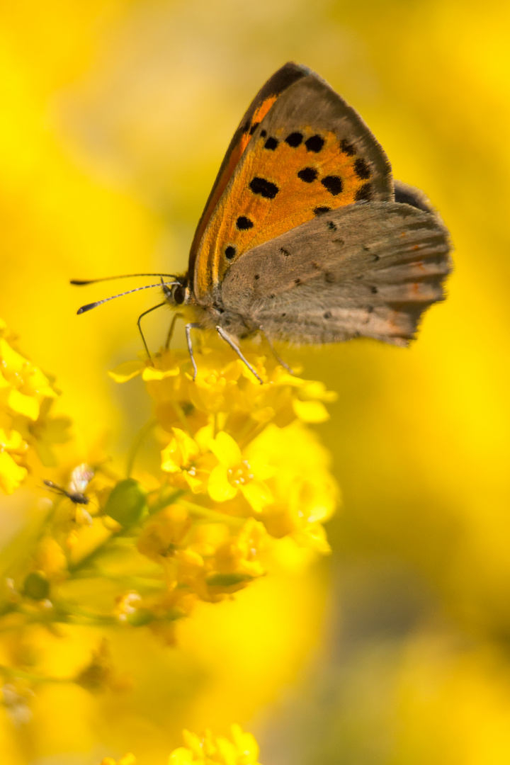 Schmetterling