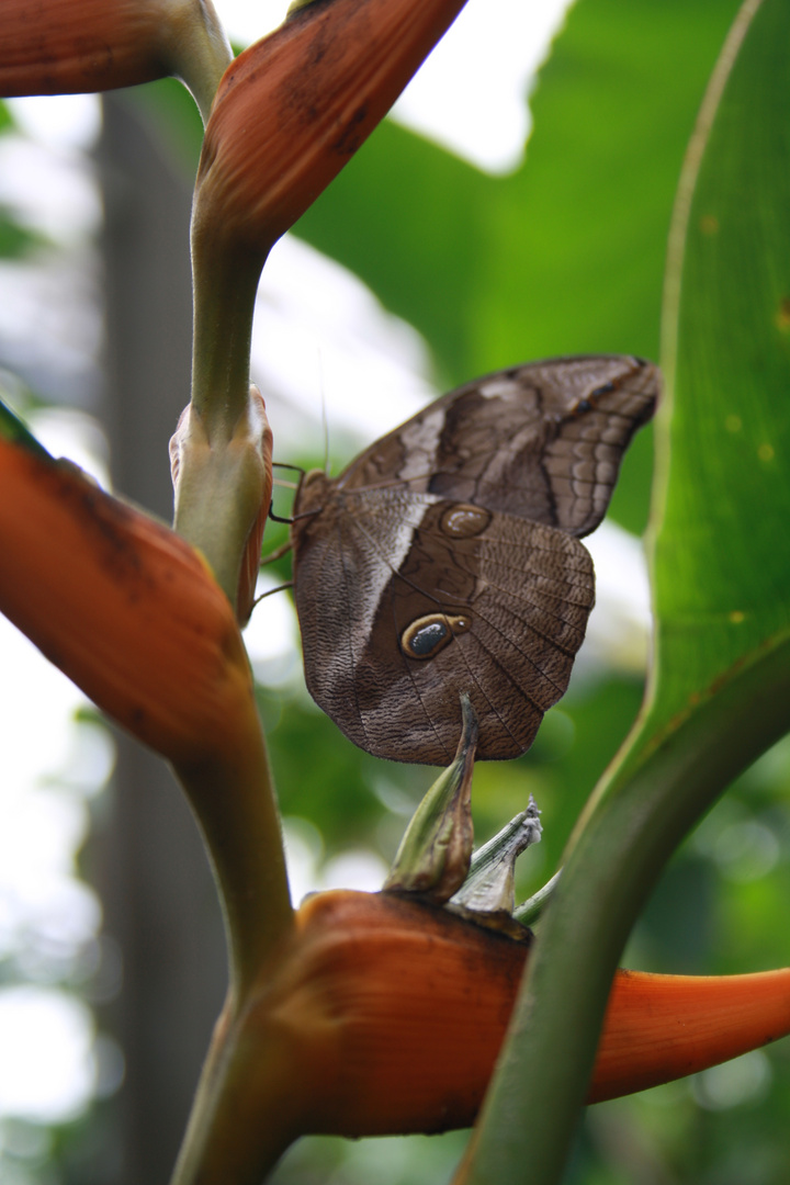 Schmetterling