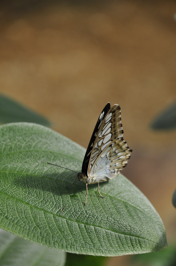 Schmetterling