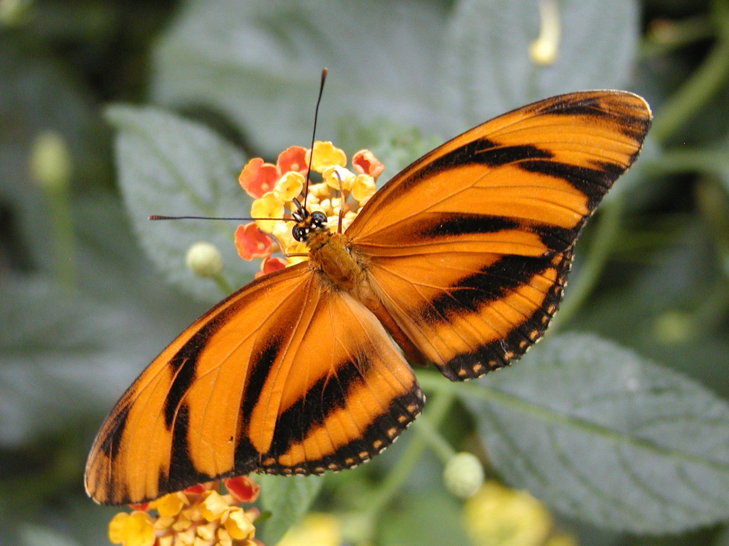 Schmetterling