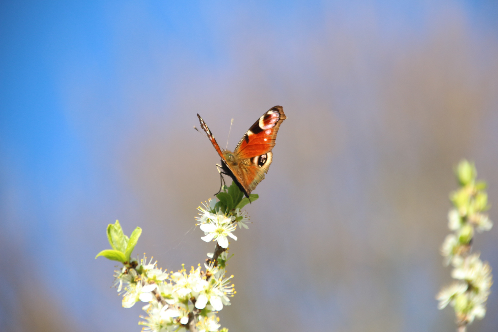 Schmetterling