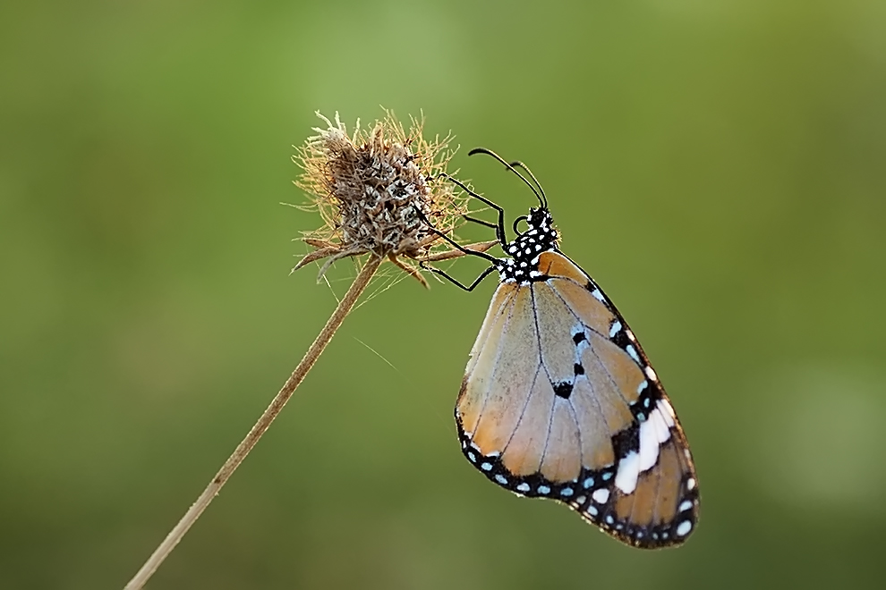 schmetterling