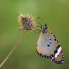 schmetterling