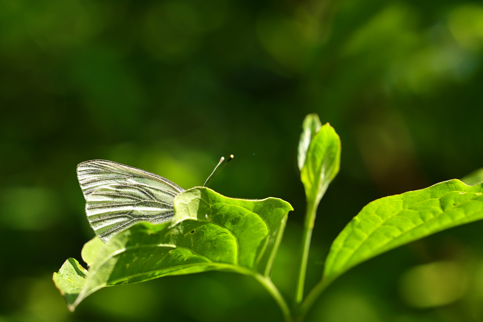 Schmetterling