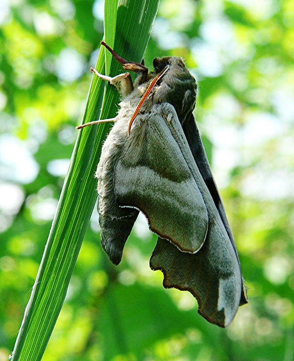 Schmetterling