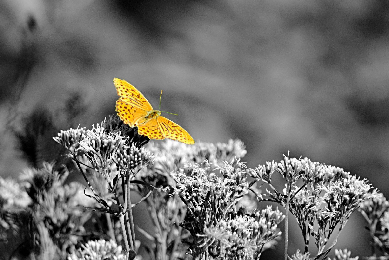 schmetterling