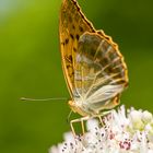 Schmetterling