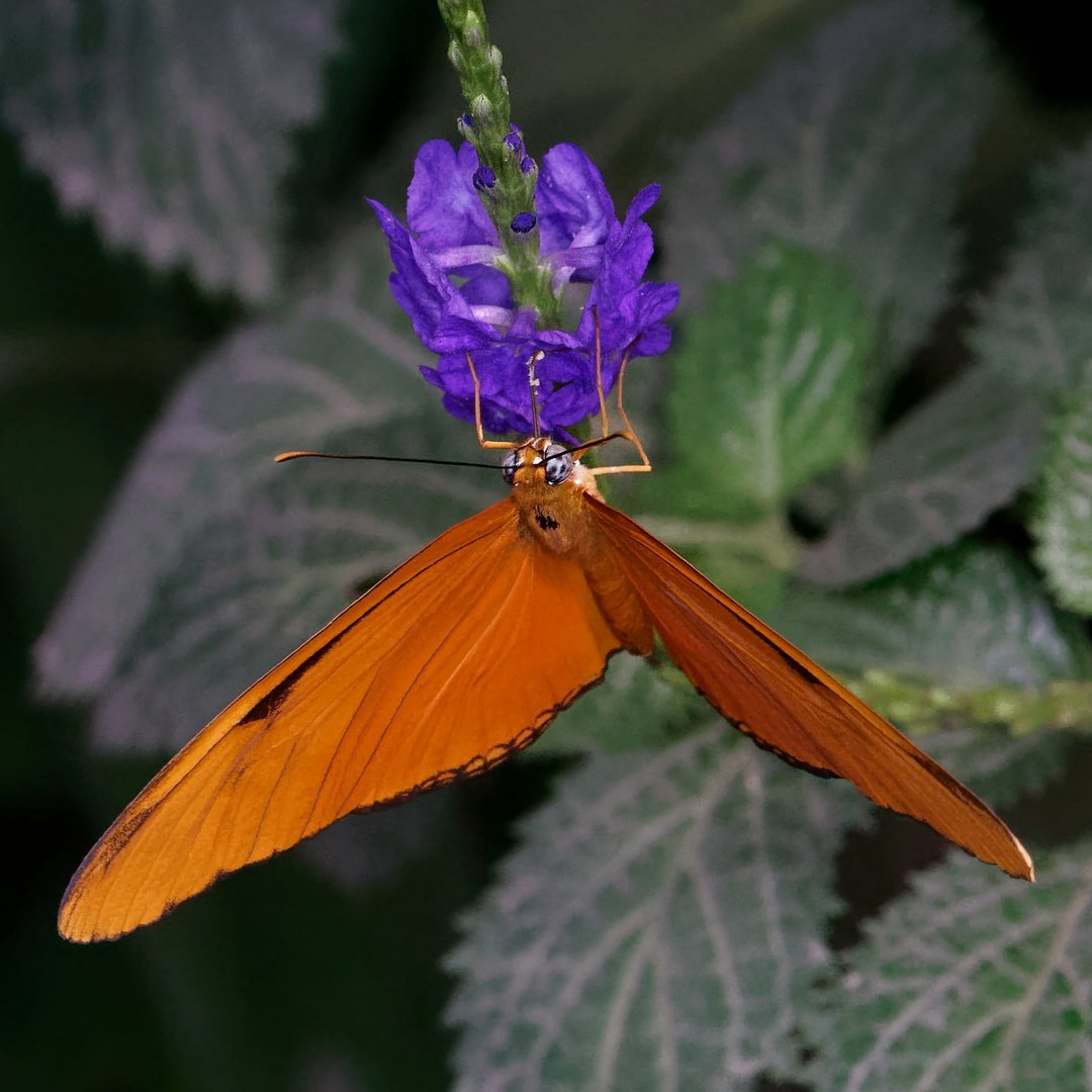 Schmetterling 